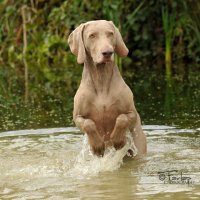 Aarranz Gundogs photo Shoot