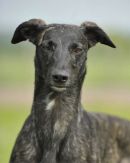 East Devon Hunt Terrier & Lurcher Show