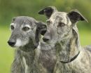East Devon Terrier & Lurcher Show