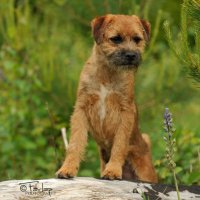Earthtaw Border terriers photo Shoot