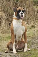Boxer Welfare Calendar Shoot Edinburgh