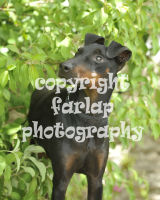 Bark In The Park