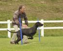 Cornwall Gundog Scurry
