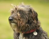 Skye the Lurcher - Private Commission