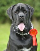 Scruffs Qualifier at Gables farm, Plymouth