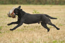View Carnanton Retriever trial here