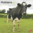Holstein Cow calendar (USA)