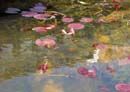 Lily Pond