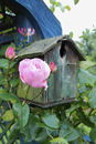 Rose and Bird House