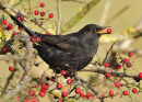 Blackbird