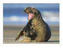Grey Seal. 
Global Warmin, yeh, bring it on...