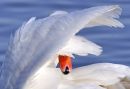 Orange on White