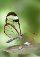 Glasswing Butterfly