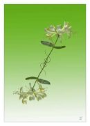 Honeysuckle