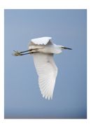 Little Egret
