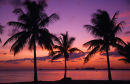USA, Florida, Miami, South Beach, Palm trees & sunset