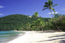 Caribbean, St Kitts, Megan Beach, Plam Trees & beach