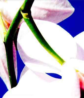 Orchid
