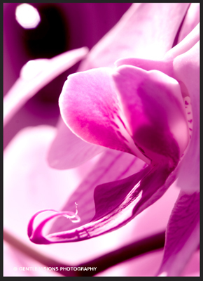 Orchid
