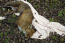 Fox, Heath