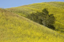Santa Barbara County