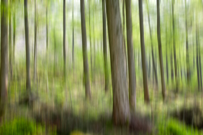 Forest Dream