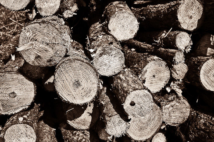 Woodpile