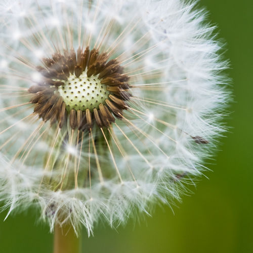 Dandelion colour