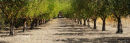 Olive tree walk