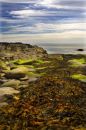 Seaweed at St Mary's Lighthouse