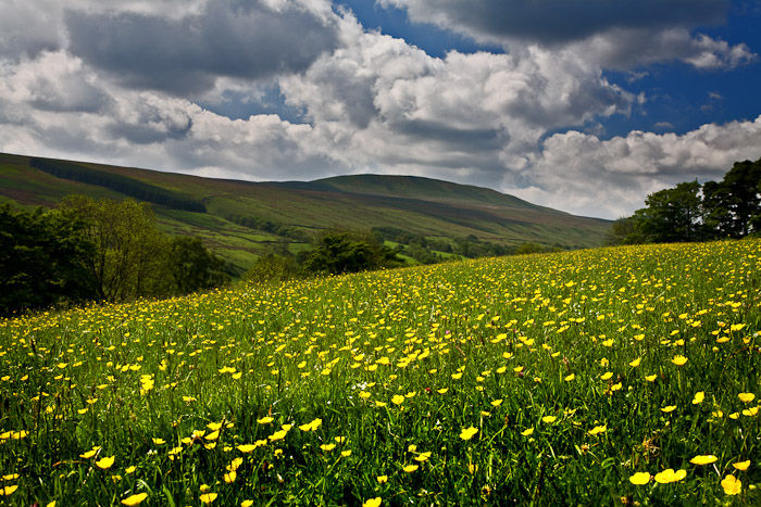 IMAGE: http://www1.clikpic.com/geofflove/images/Yorkshire%20May%202008%20031.jpg