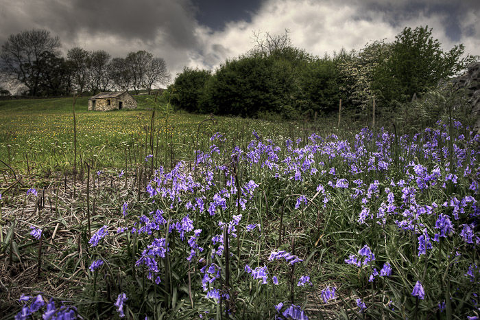 IMAGE: http://www1.clikpic.com/geofflove/images/Yorkshire%20May%202008%202.jpg