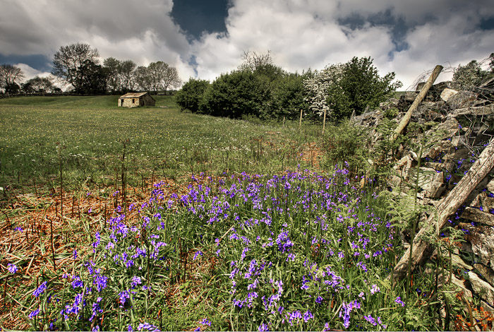 Bluebells