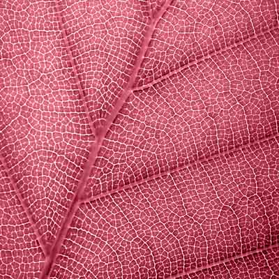 Leaf Red
