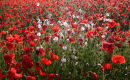 Poppies