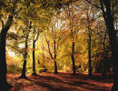 Beechwood at dawn