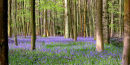 Bluebell glade