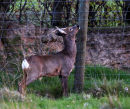 Roe buck scent marking