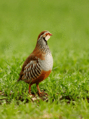 French partridge on guard