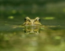 Common frog (Rana temporaria)