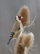 Goldfinch 3710