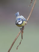 Blue Tit 3707