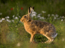 European Brown Hare. Lepus capensis 
