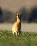 European Brown Hare (Lepus capensis) 