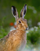 Brown Hare (Lepus capensis)