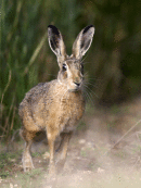 European Brown Hare (Lepus capensis) 
