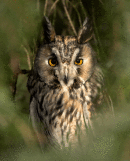 Long Eared Owl. 
