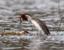 Mating Grebes