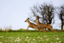 Running Roe deer