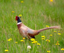Cock pheasant